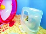 トイレの中からロボハムさん