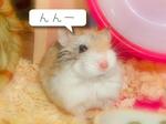 大晦日のロボロフスキーハムスターその3