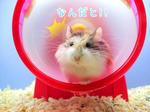 ねずみ年だよロボハムさん1