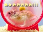 ねずみ年だよロボハムさん2