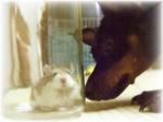 ロボハムさんと犬